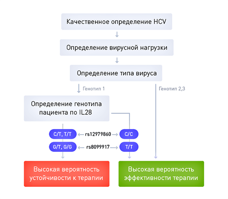 Оценка прогноза лечения вирусного гепатита C