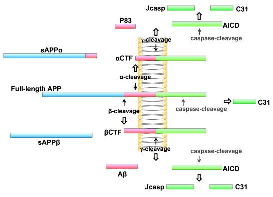 Схема процессинга молекулы АПП
