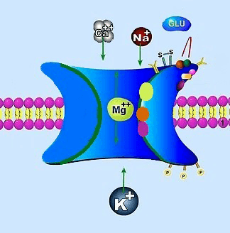 Как работает NMDA-рецептор