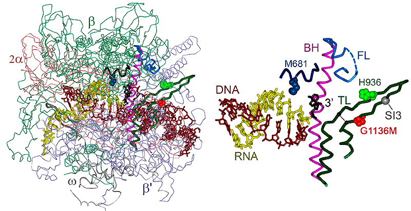 Элементы РНК-полимеразы