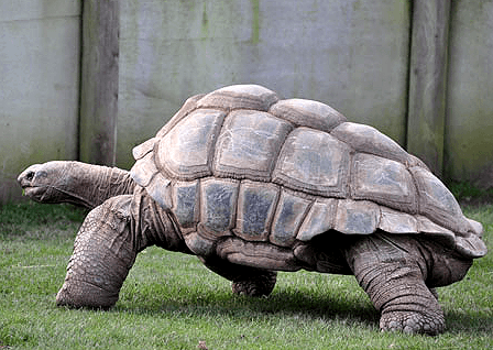 Альдабрская гигантская черепаха