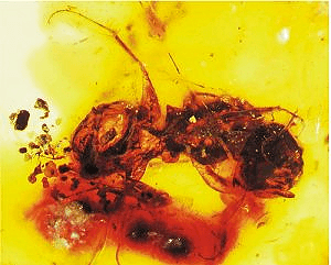 Доисторическая пчела в янтаре