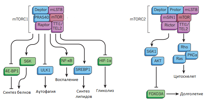 Схема комплексов mTORC1 и mTORC2