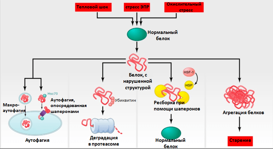 Поддержание белкового гомеостаза
