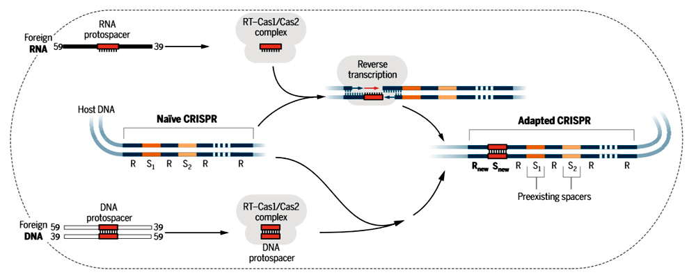 Встраивание новых спейсеров в CRISPR-кассеты