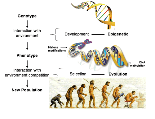 Генотип + Окружающая среда = Фенотип