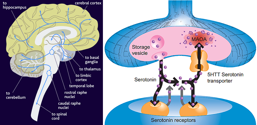 Серотониновая система