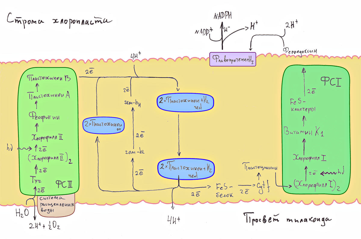 Фотосинтез том 1. Фотосистема 2 фотосинтез. Фотосистема 1 фотосинтез. Общая схема фотосинтеза. Фотосинтез схема.