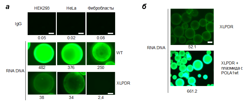 Цитоплазматическая РНК:ДНК в различных моделях клеток