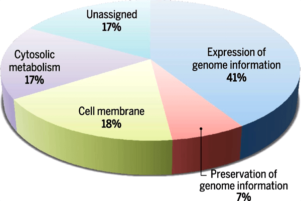 Функции генов «минимального генома»