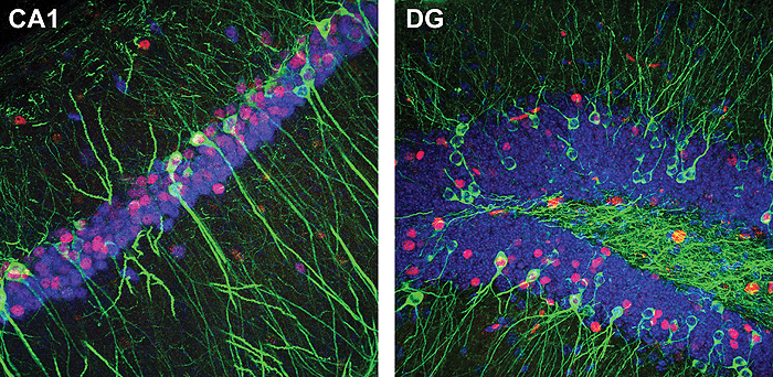 Выявление двух популяций нейронов в гиппокампе мыши