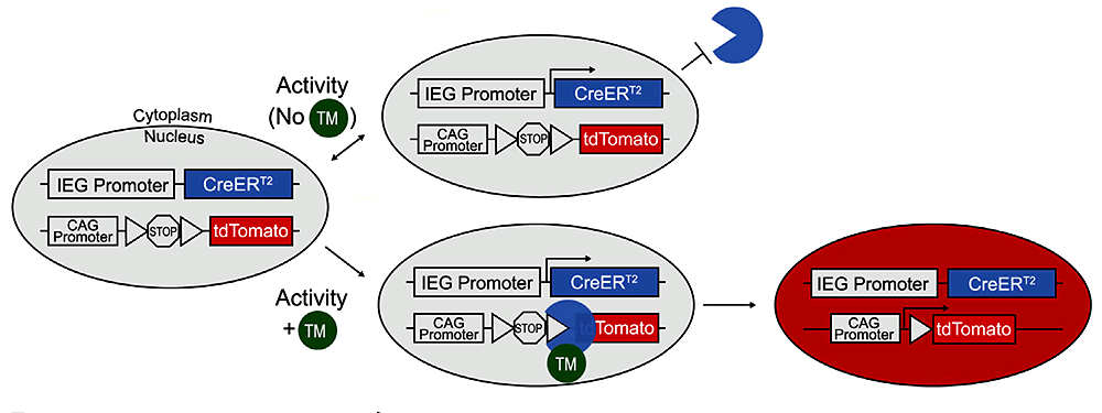 Использование рекомбинационной системы Cre/loxP