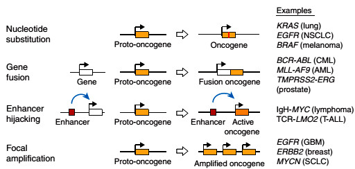 Механизмы активации протоонкогенов