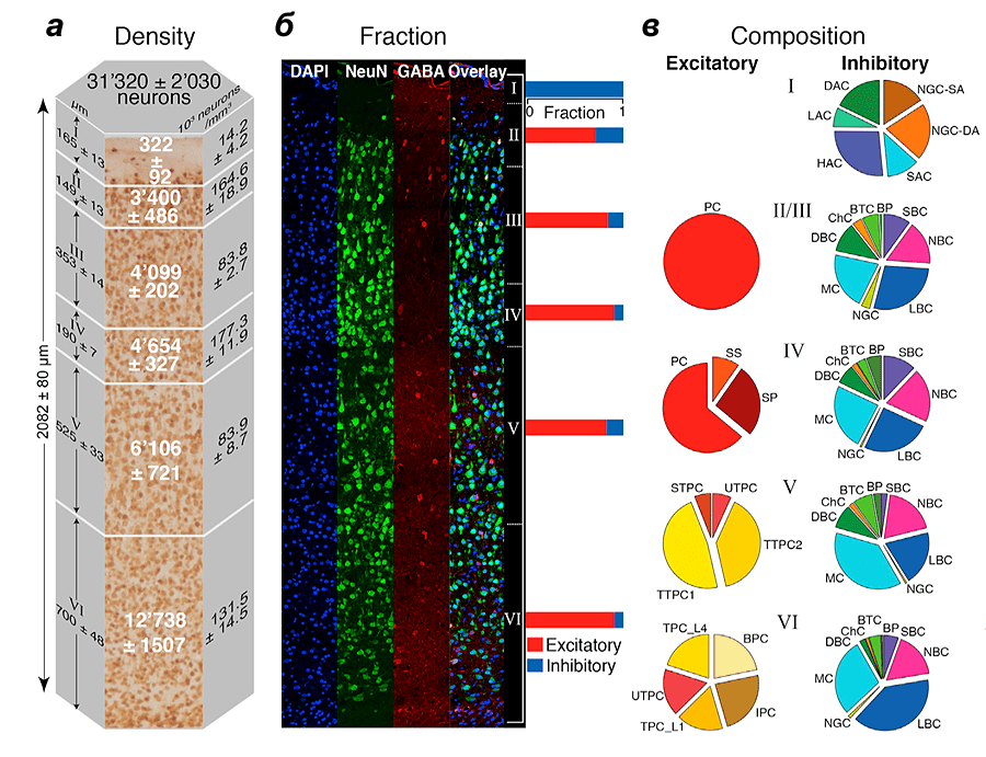 Плотность нейронов в колонке коры