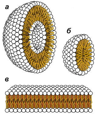 Основные формы структурных фосфолипидов