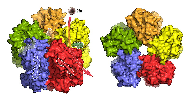 Мембранный белок KR2