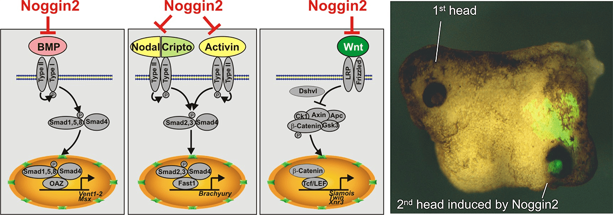 Секретируемый белок Noggin2
