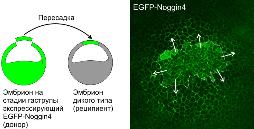 Секретируемый белок Noggin4