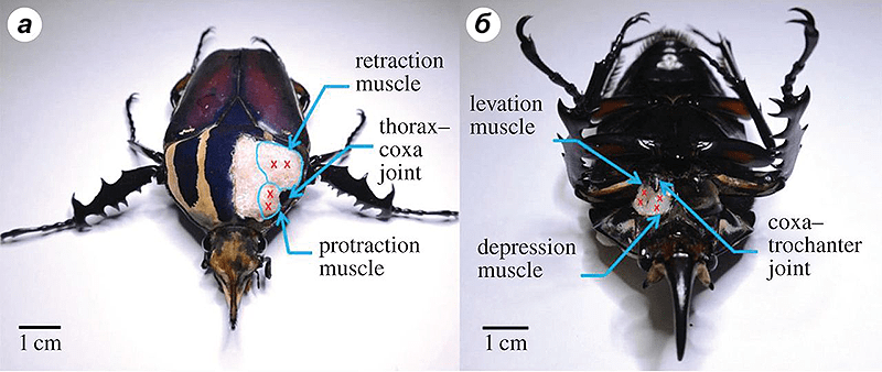 Передняя нога жука