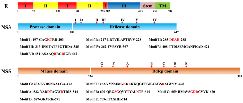Структура главных белков ZIKV