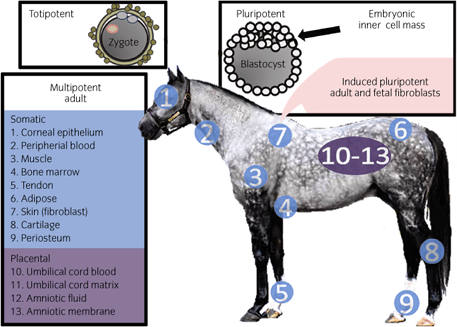 Источники стволовых клеток лошади