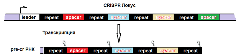 Строение CRISPR-локуса