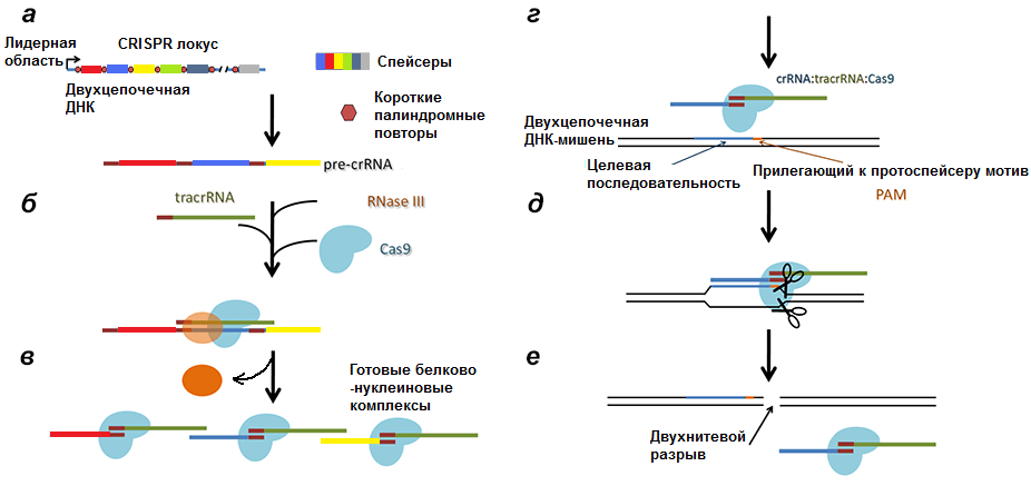 Механизм работы CRISPR/Cas9