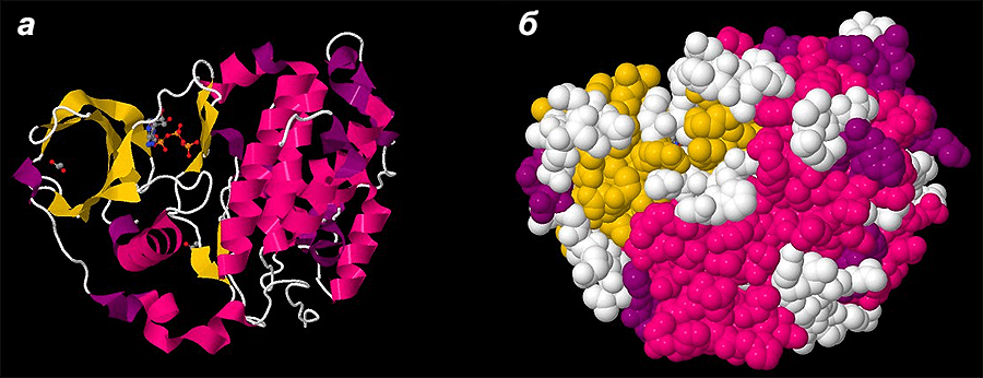 Модели белковых структур