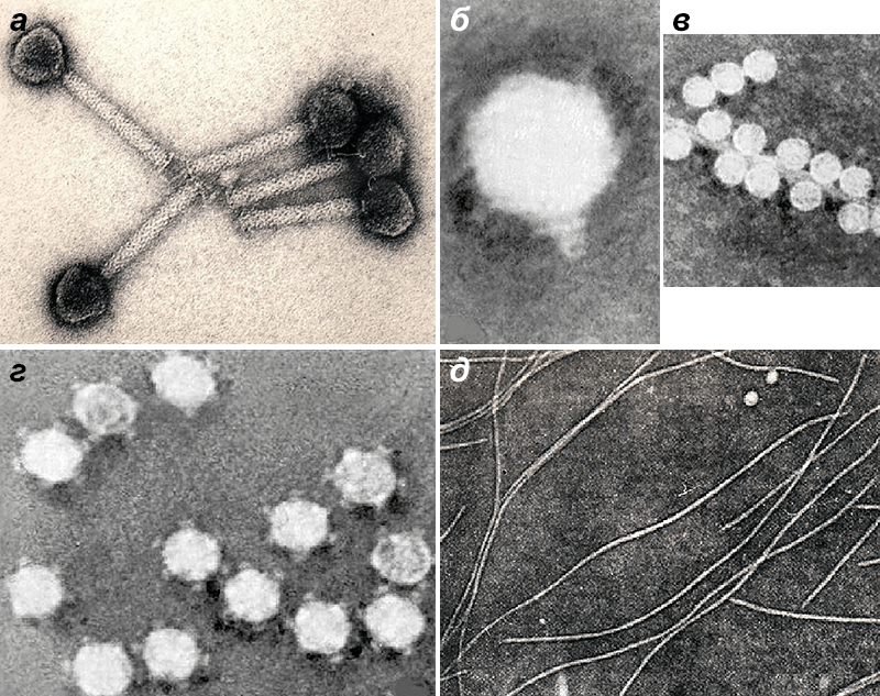 Морфоварианты бактериофагов