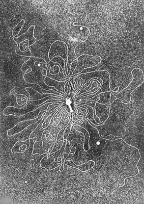 Бактериофаг с высвободившейся нитью ДНК