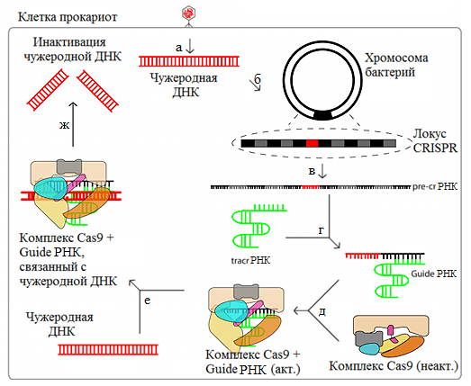 Система CRISPR/Cas9