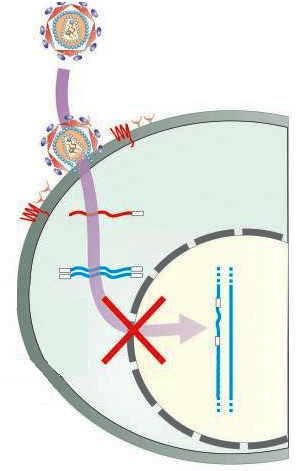 Система CRISPR/Cas9 препятствует заражению и интеграции вируса в геном