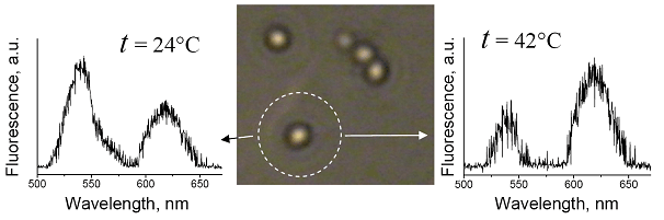 Конфокальное изображение нанотермосенсоров