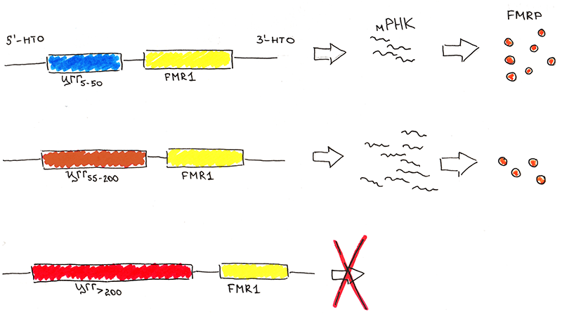 Структура гена FMR1