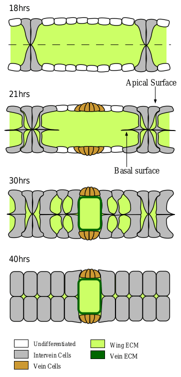 Формирование двух типов клеток крыла дрозофилы