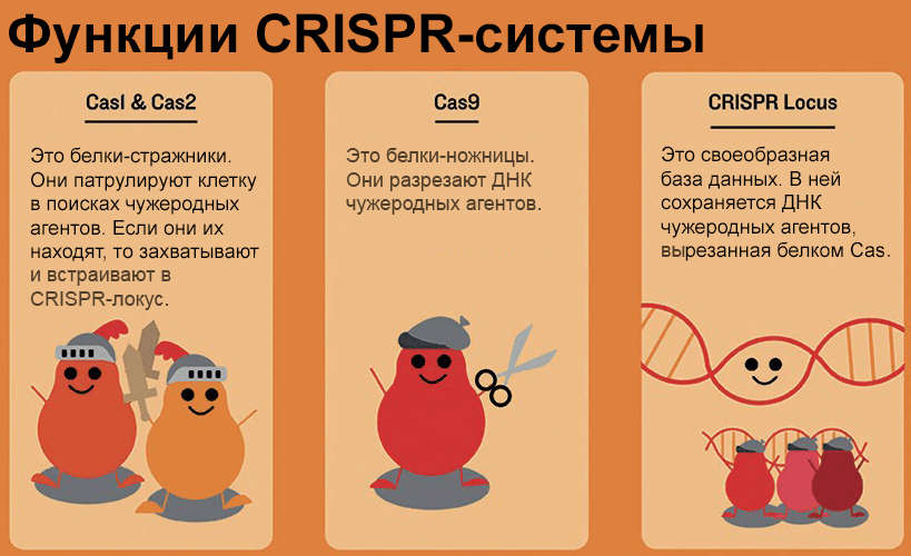 Функции компонентов системы CRISPR