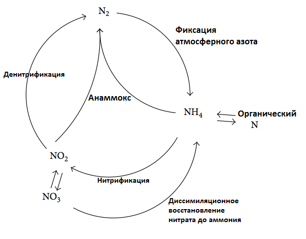 Цикл азота с учетом анаммокса