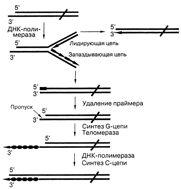 Схема решения проблемы концевой недорепликации хромосом