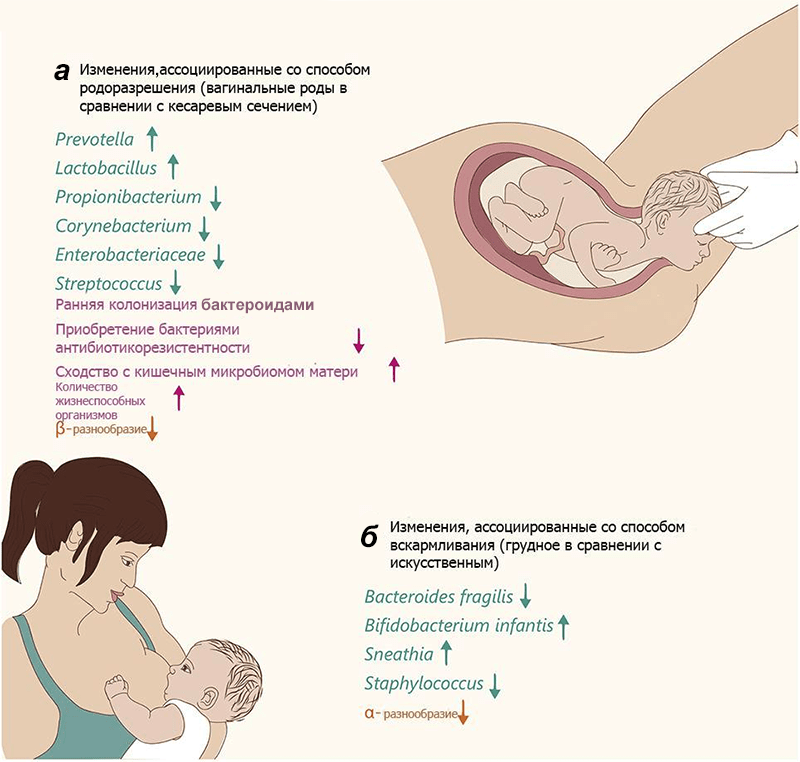 Изменения микробиома у новорожденных
