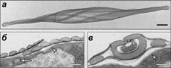 Диатомовая водоросль Cylindrotheca fusiformis