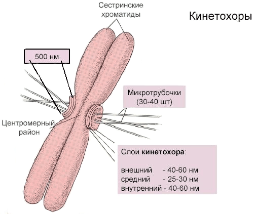 Хроматиды с кинетохорами