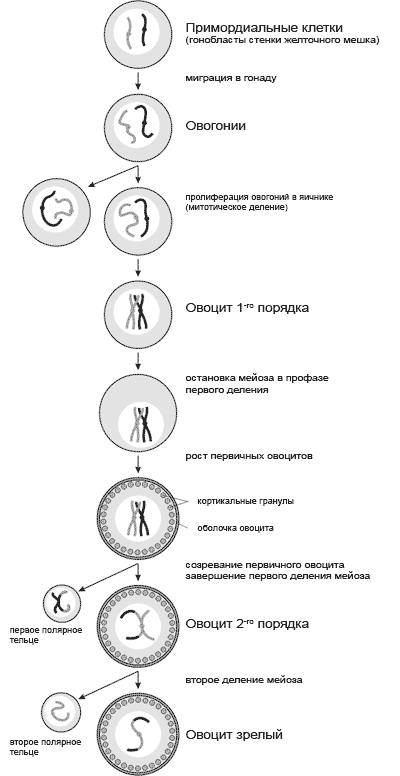 Схема оогенеза