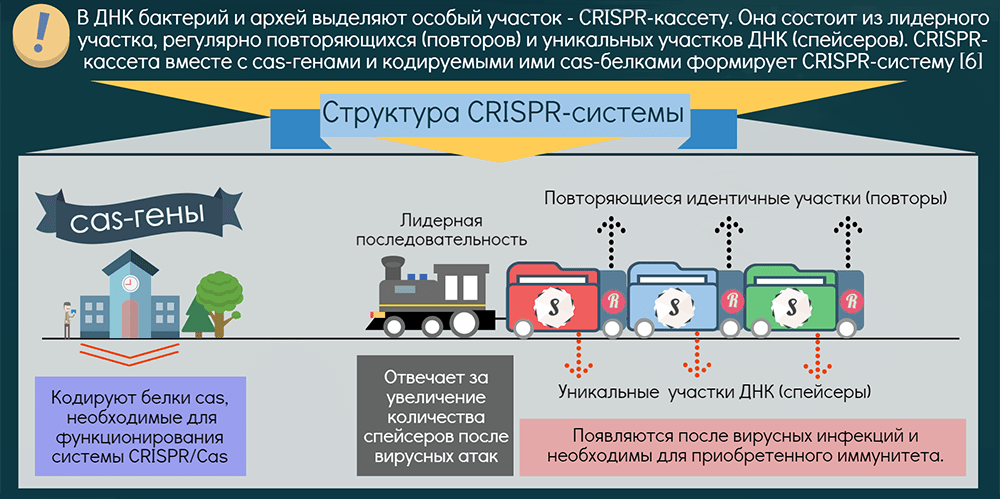 Инфографика о CRISPR/Cas