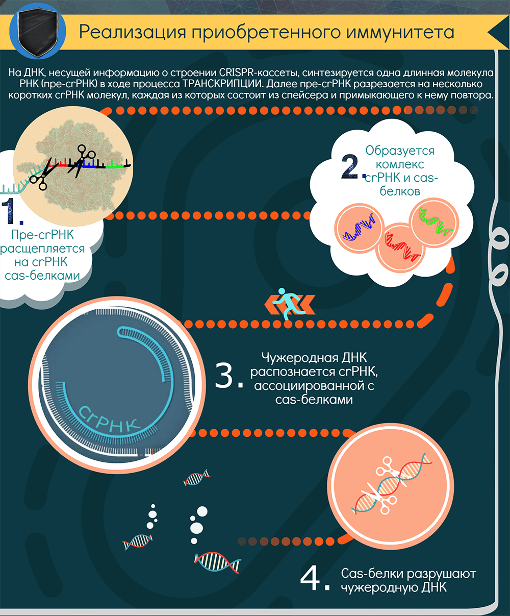 Инфографика о CRISPR/Cas