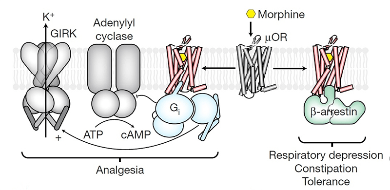 μ-рецептор и β-аррестин