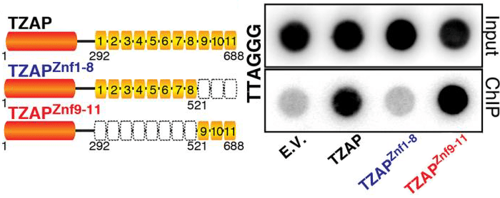 Три последних пальца требуются TZAP для присоединения к теломерной ДНК