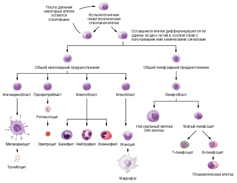 Схема дифференцировки клеток иммунной системы