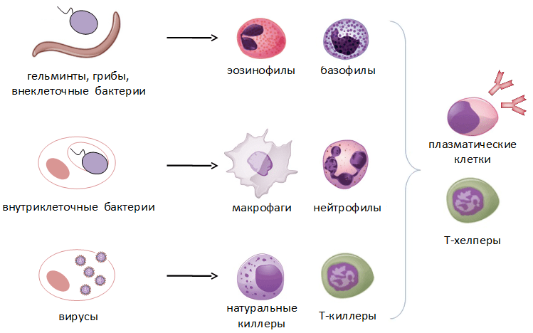Основные типы патогенов и уничтожающие их клетки