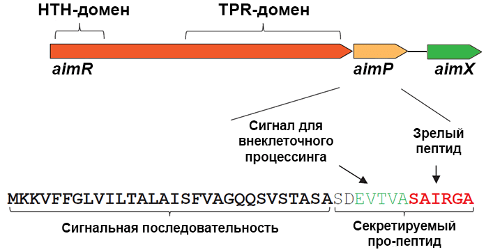 Гены кворума фага phi3T
