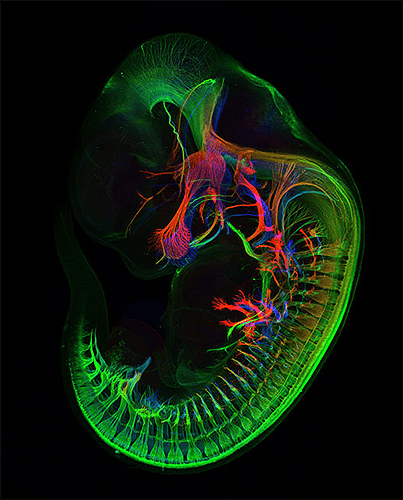 Периферийные нервы в зародыше мыши